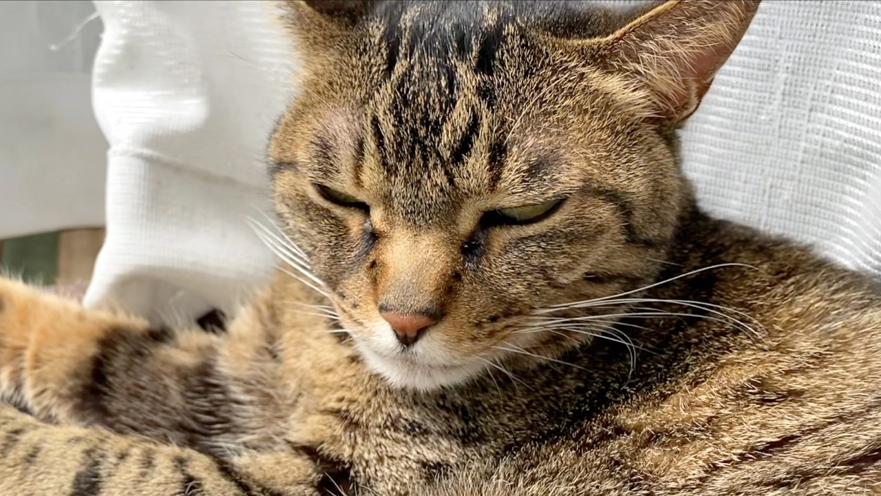 お休み中の凶暴猫の邪魔をした飼い主の末路...