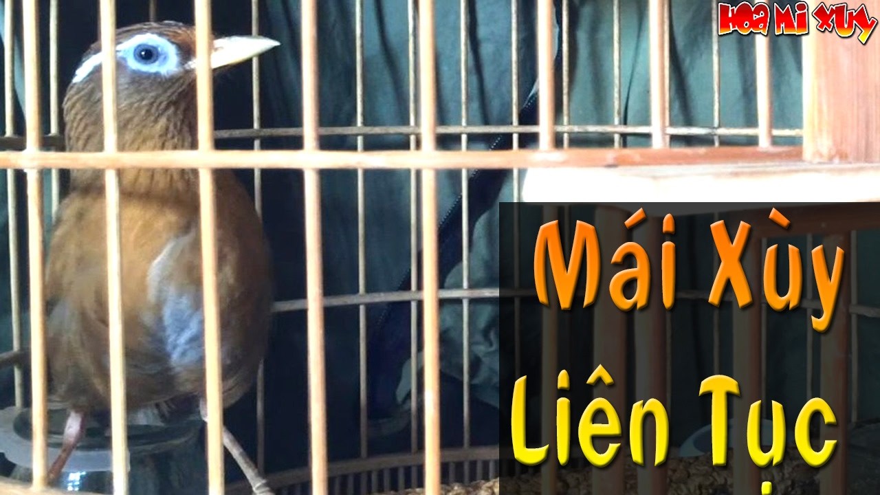 Mi mái xùy to siêu kích trống căng đấu thúc trống kinh điển hội Chùa Tiên Lạng Sơn