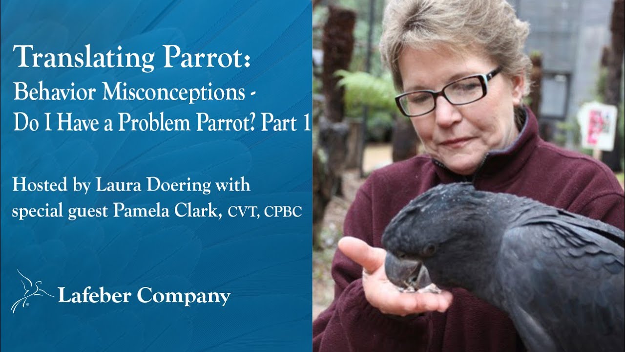 Translating Parrot 10: Behavior Misconceptions – Do I Have a Problem Parrot? Part 1