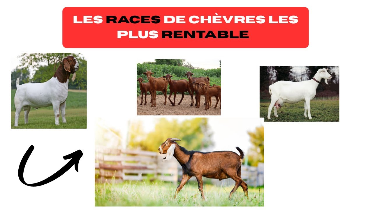 Les 7 Meilleur Races de Chèvres les plus Recommandées pour la Production de Lait et de Viande ! Farm