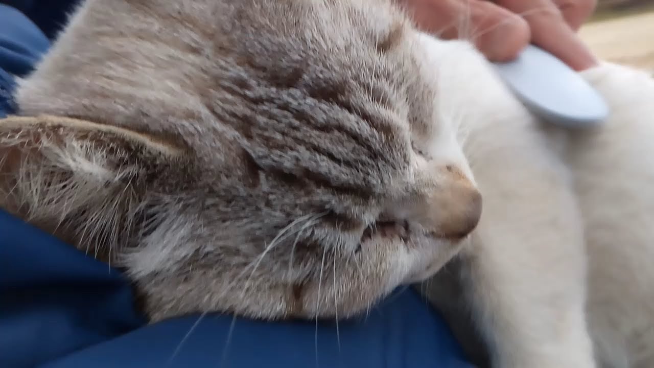 Попробуйте «кошачьего желе» для насмешливой кошки.
