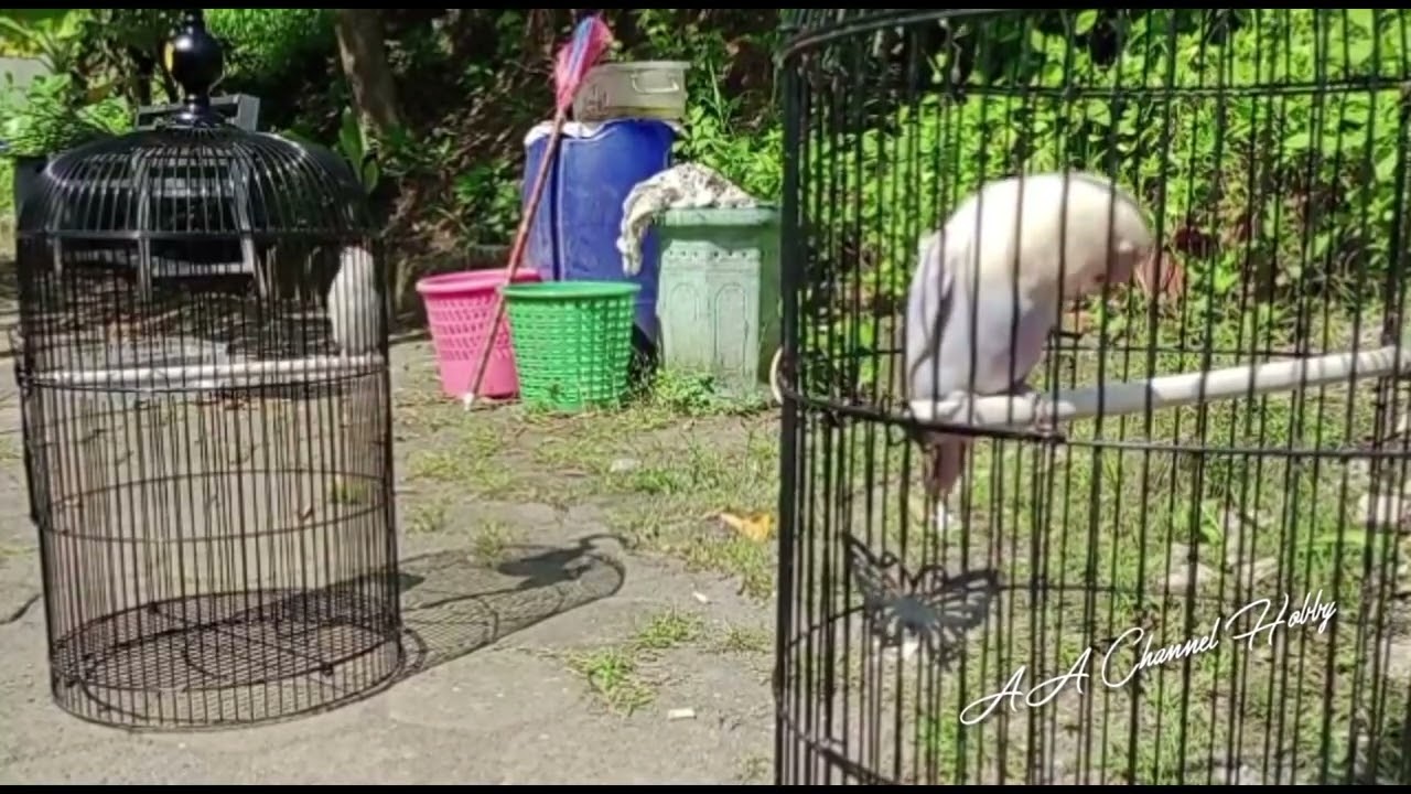 LOVEBIRD BETINA KONSLET (SALJU) SUARA LOVEBIRD GACOR NGEKEK PANJANG