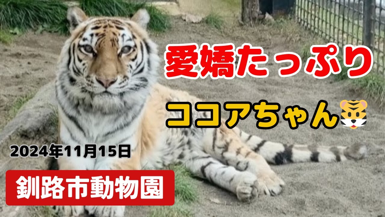 【釧路市動物園】ココア🐯愛嬌たっぷり💛ファンサービス