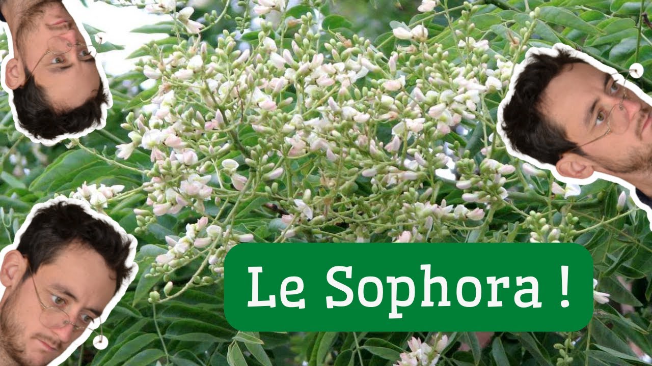 Comment faire pousser un SOPHORA DU JAPON.