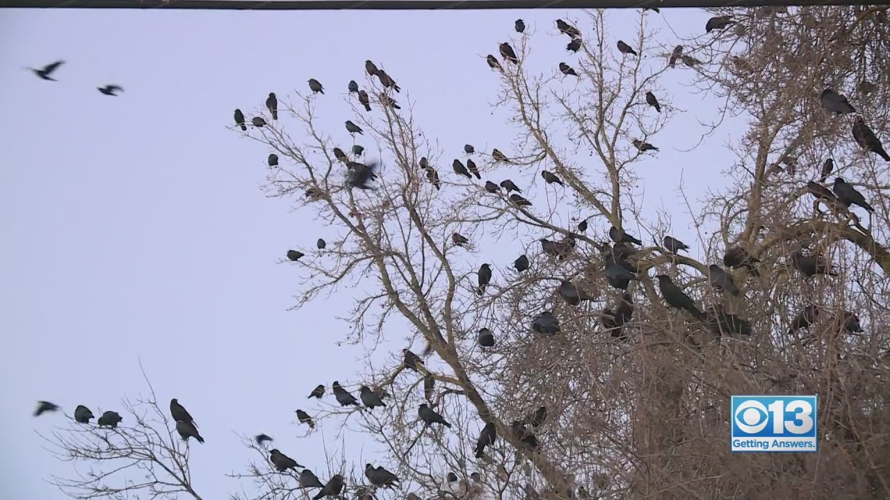 Crow Conundrum In Downtown Sacramento