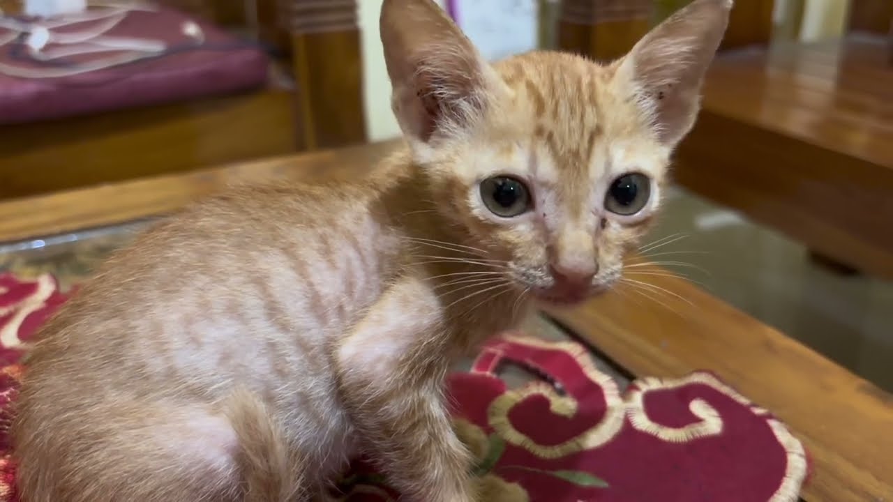 Kucing Lucu Dan Imut