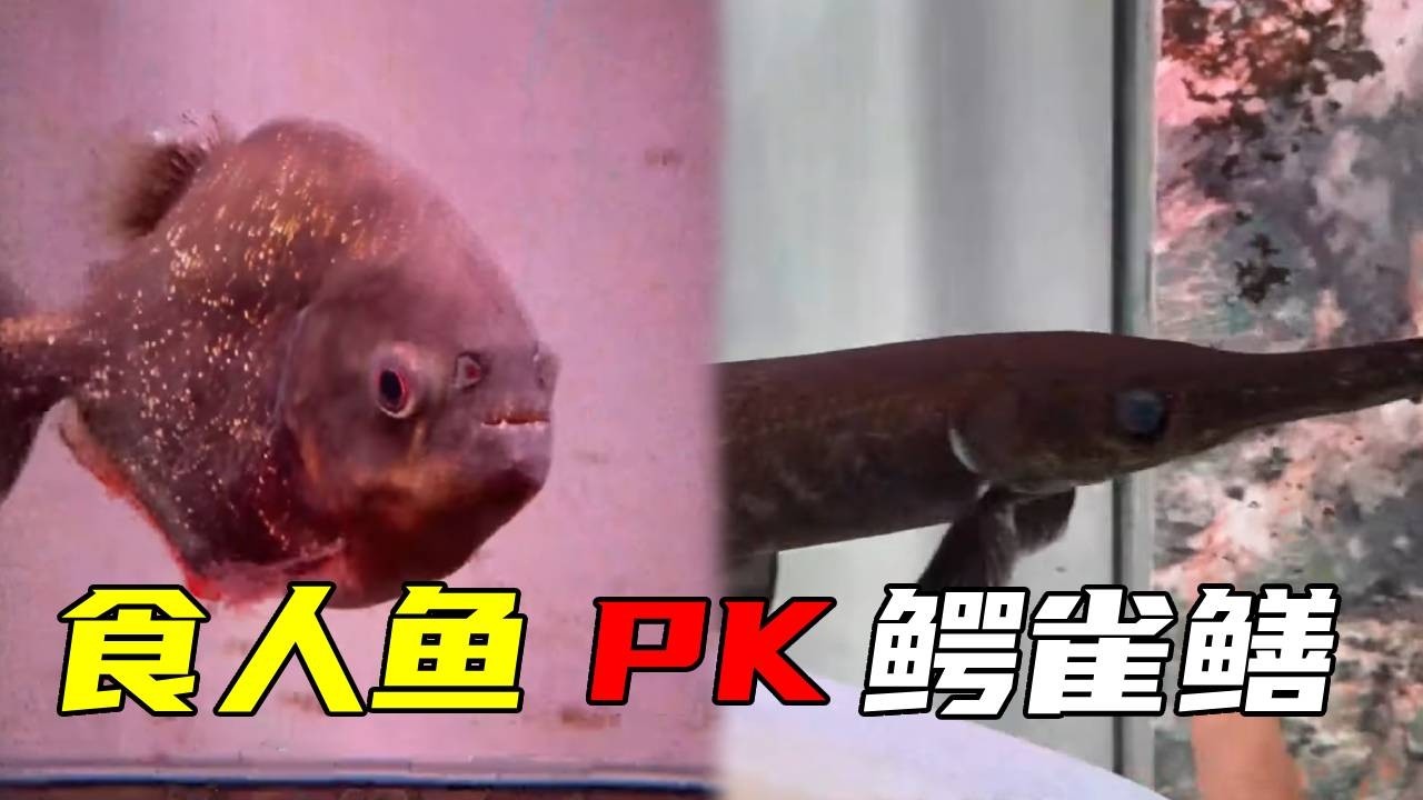 终极对决：食人鱼 VS 鳄雀鳝，场面太刺激速来围观！【鲁伟学长】