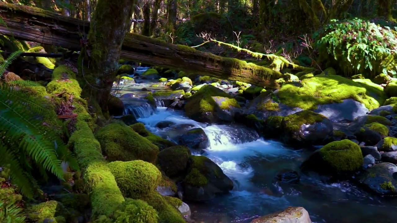 A Quiet Hour at the Forest Stream
