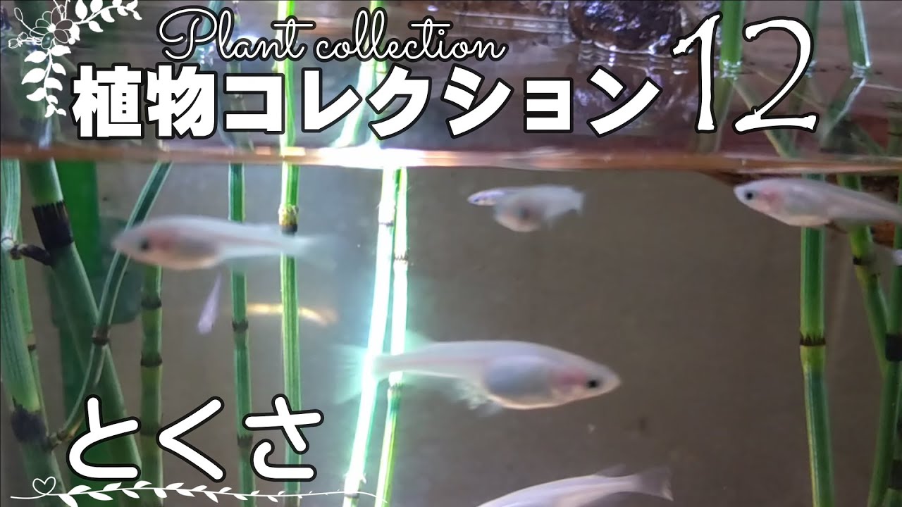 とくさ（砥草）栽培環境＆育て方♥植物コレクション12 Equisetum hyemale♥めだかビオトープ ♠biotope ♥ Scouring rush / dutch rush
