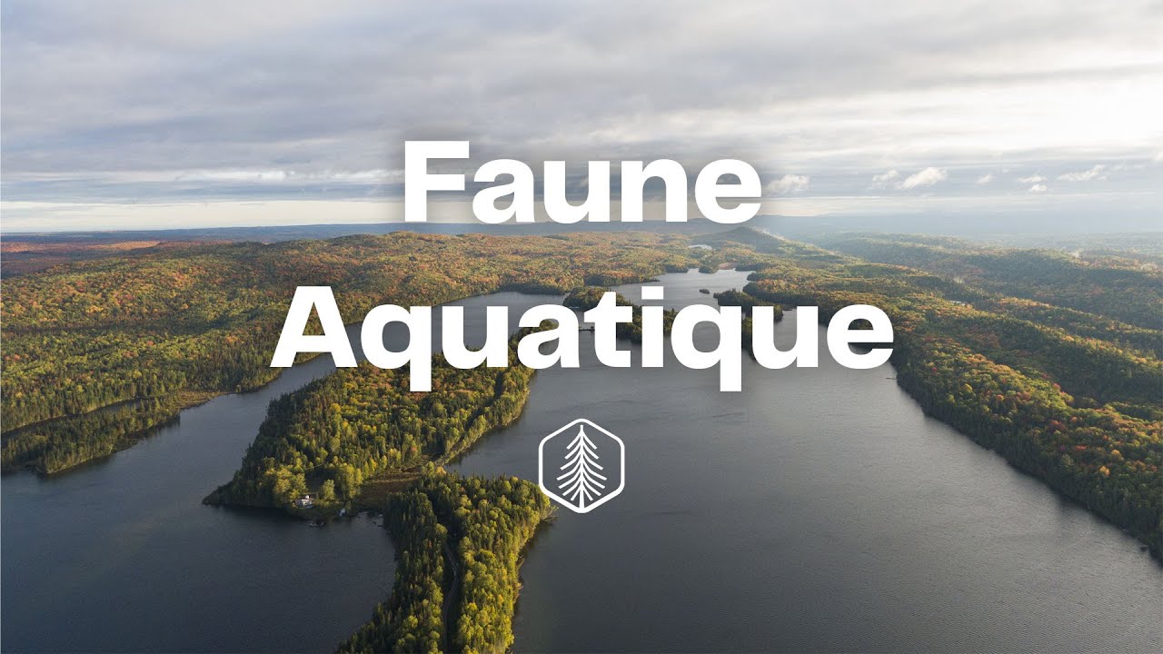 Réserve faunique Duchénier - Richesse faunique