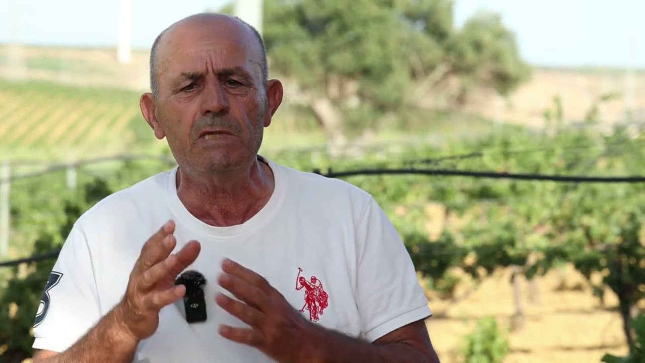 In Sicilia la siccità brucia il 70% dell'uva nei vigneti