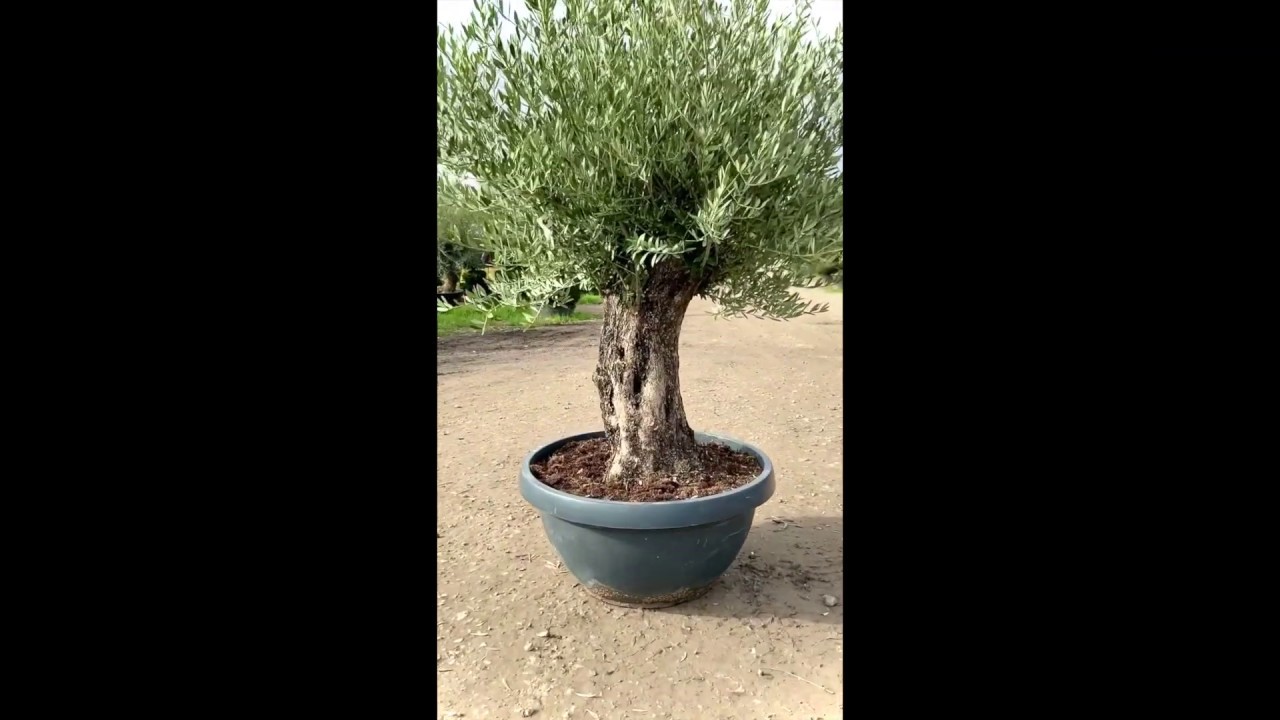 W50 Ancient Gnarled Olive Tree Sutton Manor Nursery