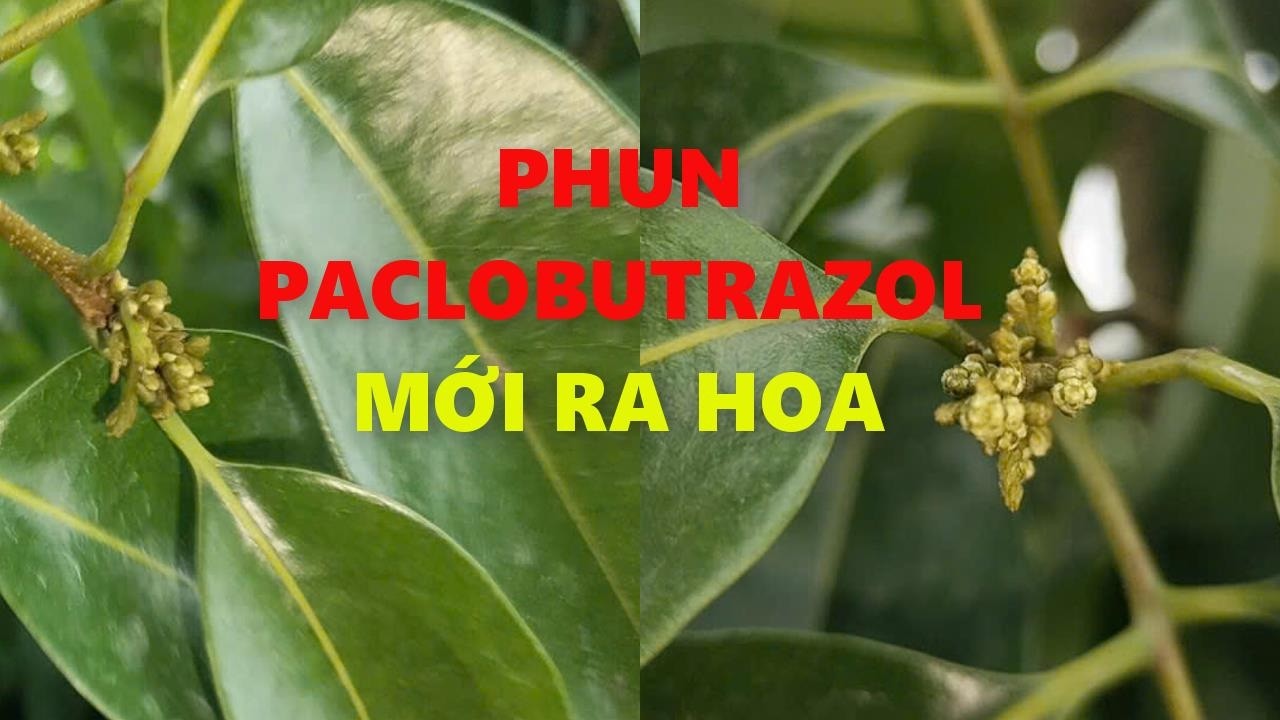 Chỉ cây Vải làm lộc 0 đồng với phun Paclobutrazol mới ra hoa, còn lại ra lộc hết.
