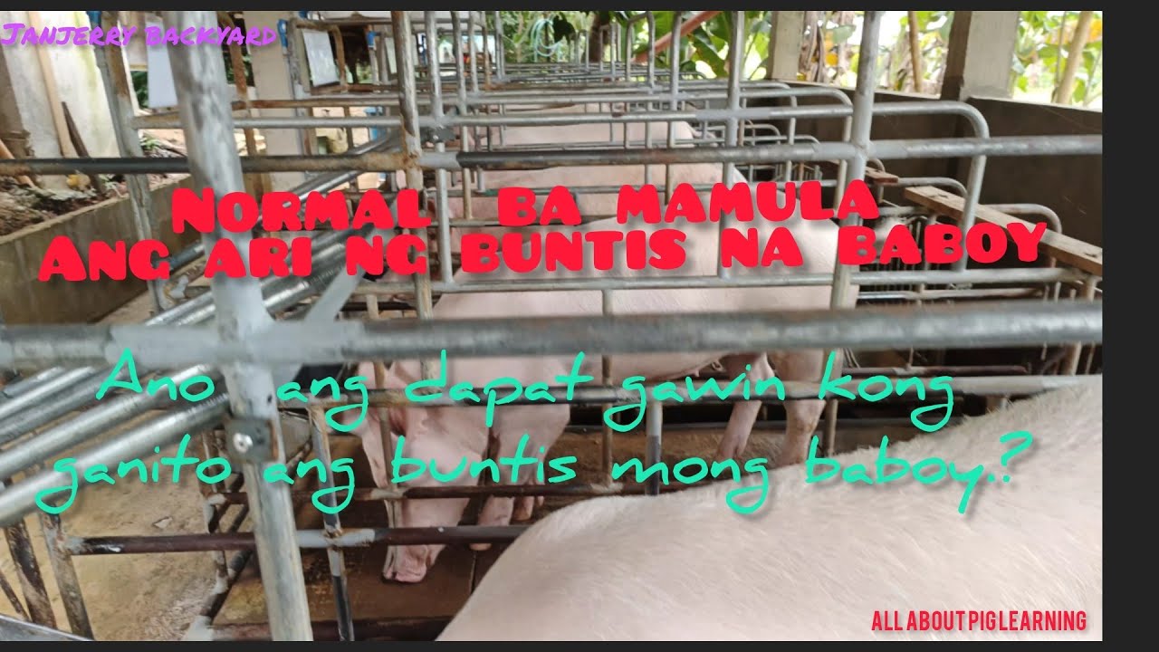Problema mo ba ang Laging pamumula ng ari ng Buntis mong baboy??