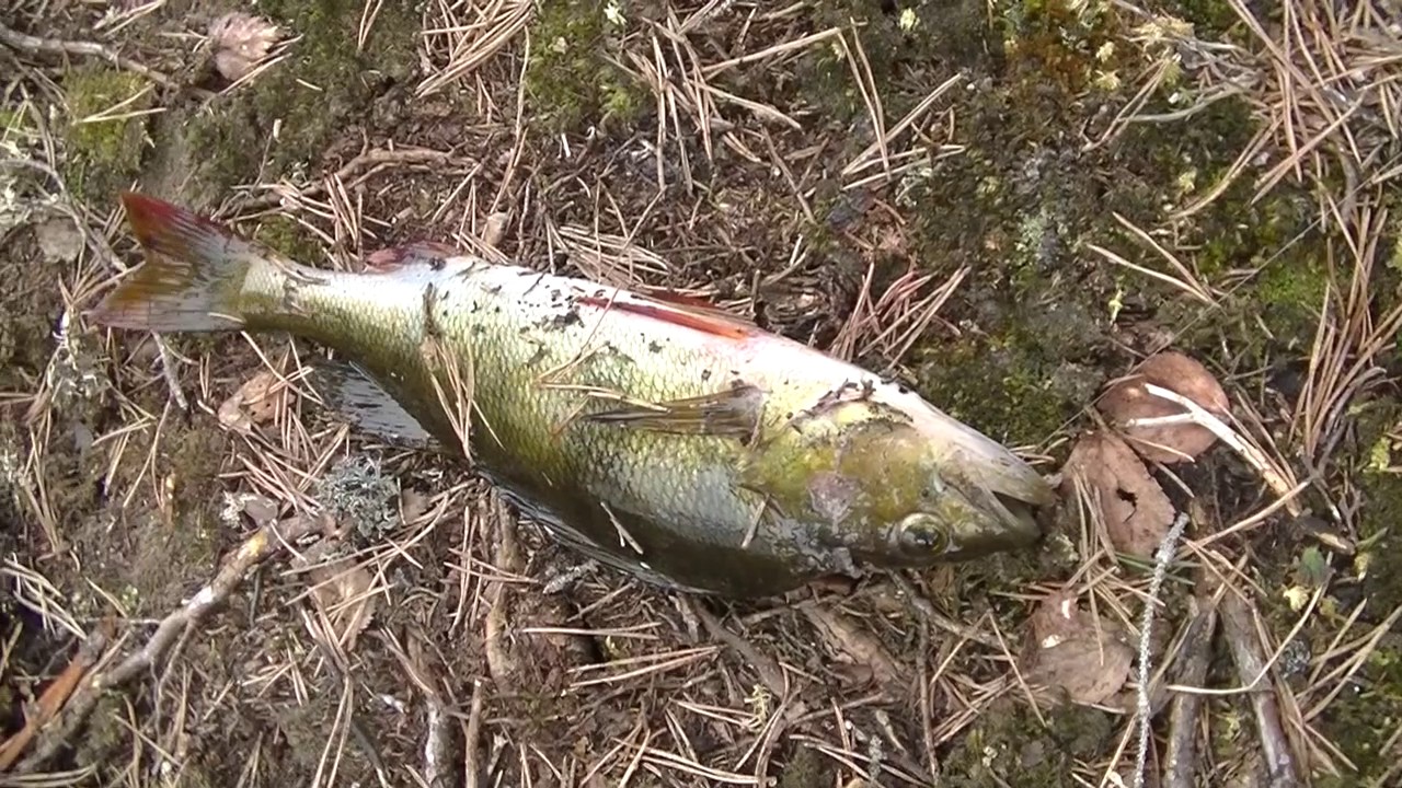 Fisketur til Nordvannet i Nordmarka