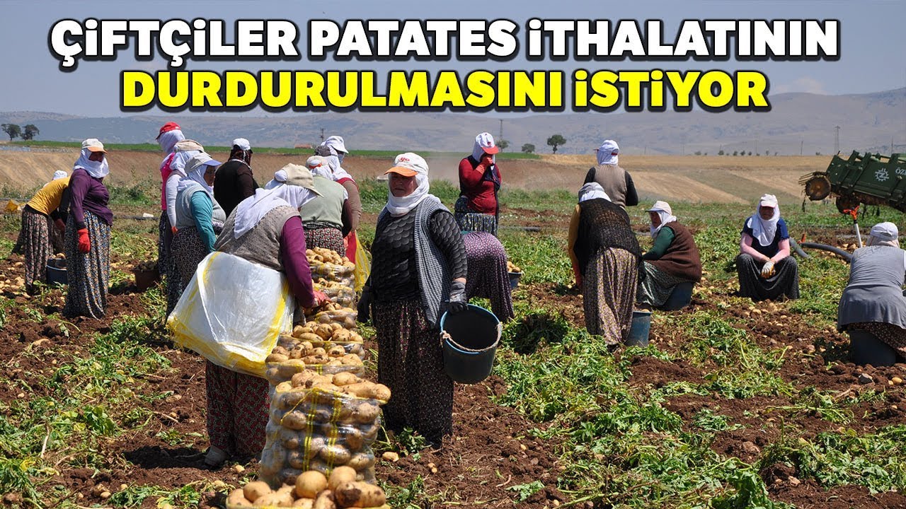 Sandıklı’da Patates Hasadı Başladı