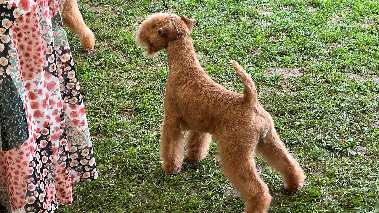 Hatboro Kennel Club day 2 - Lakeland Terriers Best of Breed competition