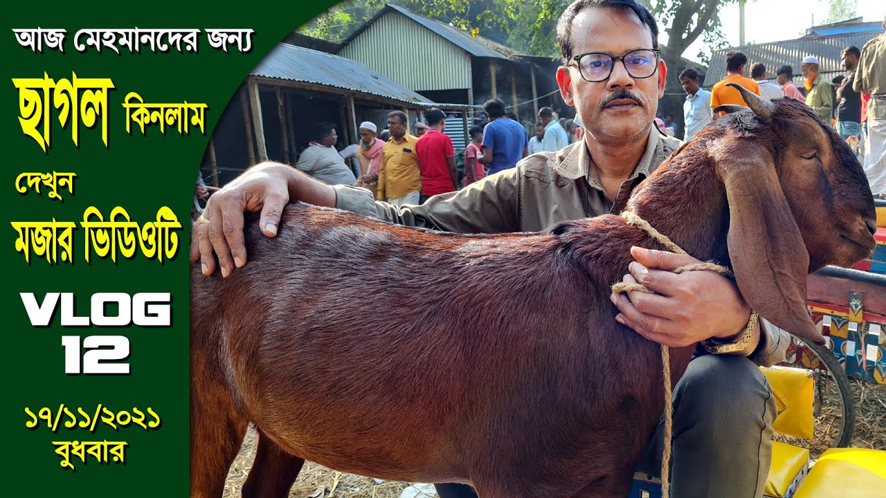আজ মেহমানদের জন্য ছাগল কিনলাম, ভিডিওটি দেখুন মজা পাবেন। Goat Market Bangladesh R.I.Manik Chitrapuri