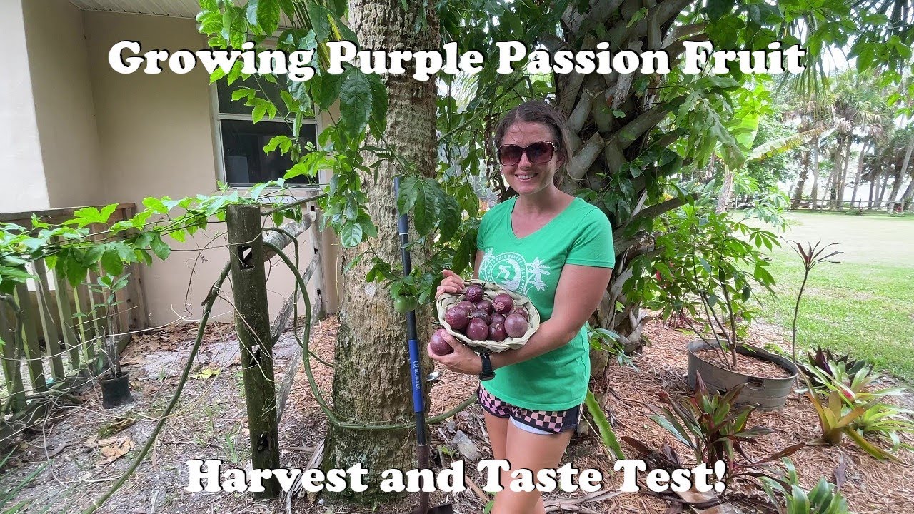 Growing Purple Passion Fruit | Harvest and Taste Test!