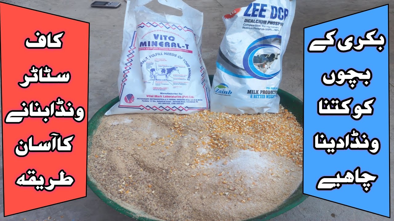 Calf Starter For Goats Kids ! Best Wanda For Baby Goats !کاف سٹاٹر ونڈا بنانے کا آسان طریقہ