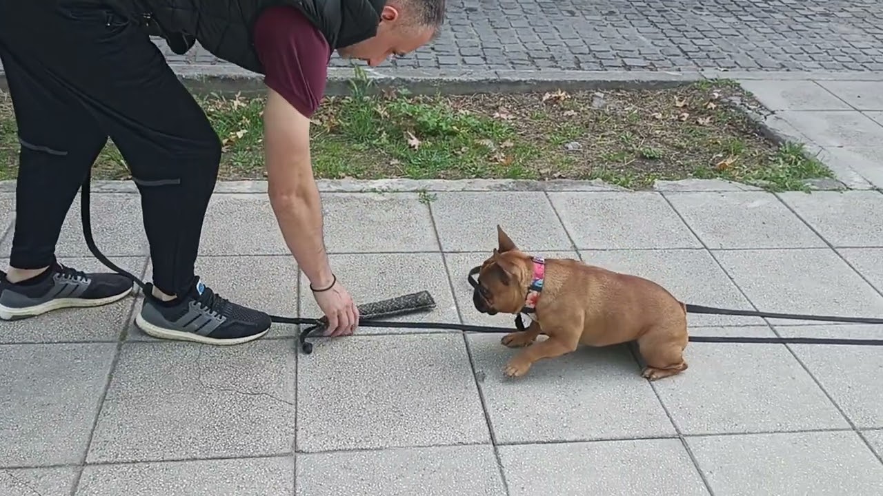 Frida Γαλλικό Μπουλντόγκ (French Bulldog).