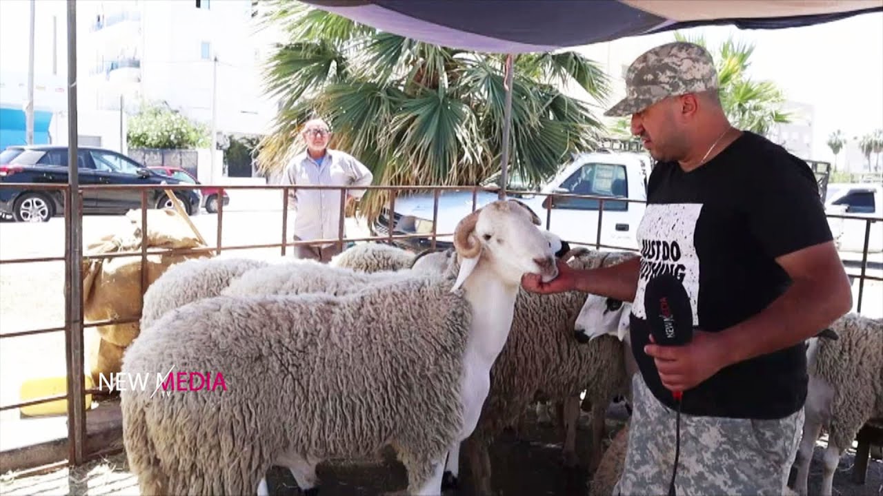 أسعار أضاحي العيد في الملاسين :   