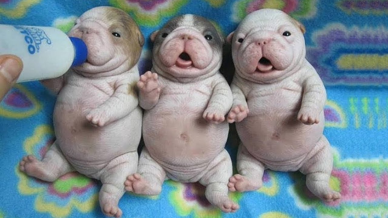 CUTE Puppies Drinking Milk for The First Time | Funny Everyday Compilation
