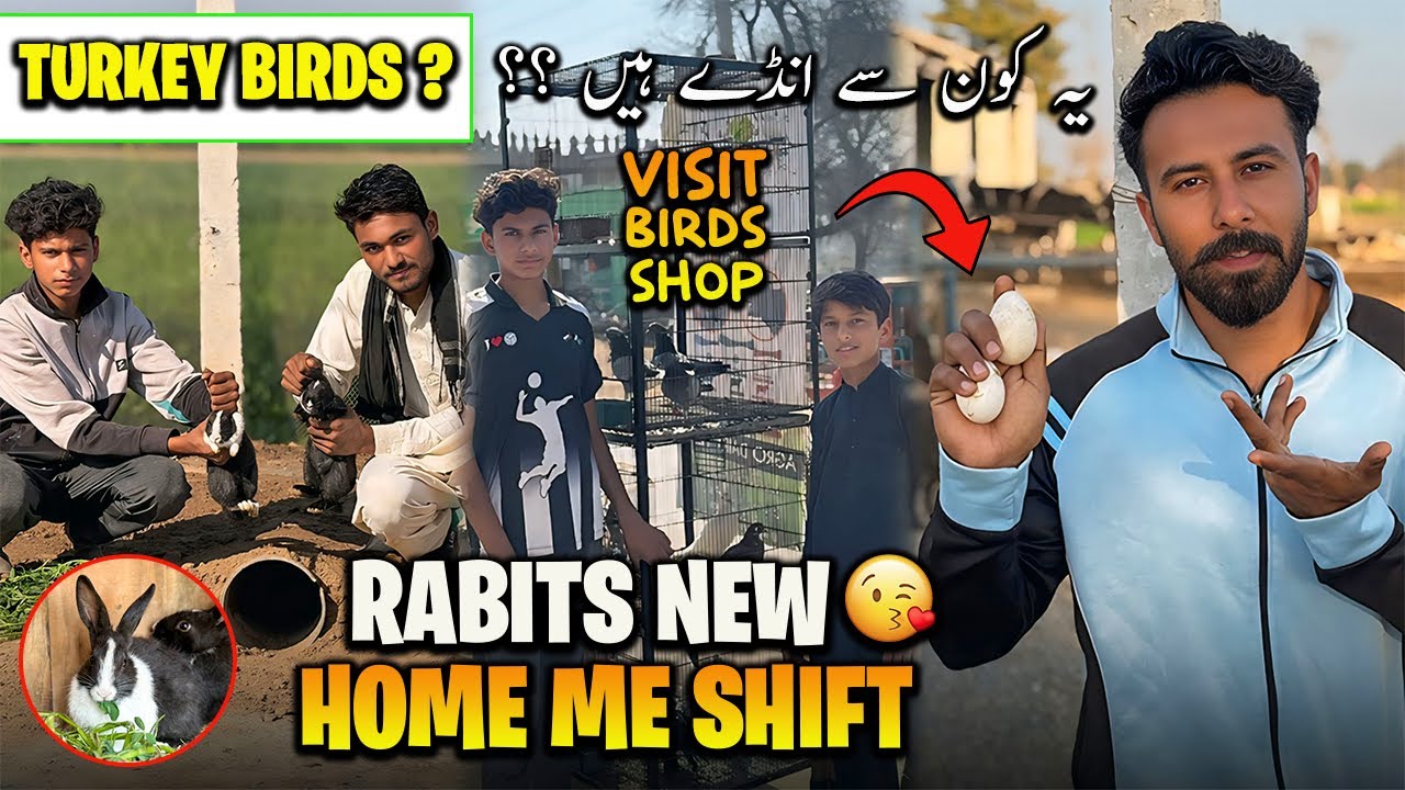 Rabits New House me Shift😍Vist Bird Shop 🦢 Turkey Bird ne Anda De diya ??🦃 🤔