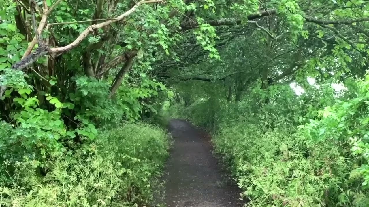 Rainy Day Path  Calming Rain with Stream Sounds | Natural Ambience for Deep Relaxation
