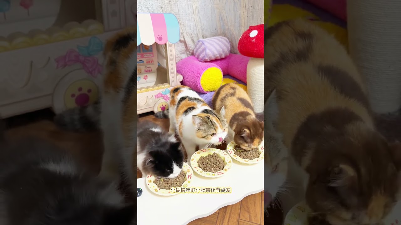 First Taste of 6-Pound Green Apple Guava Mousse! Cat Meals Decompress Vlog