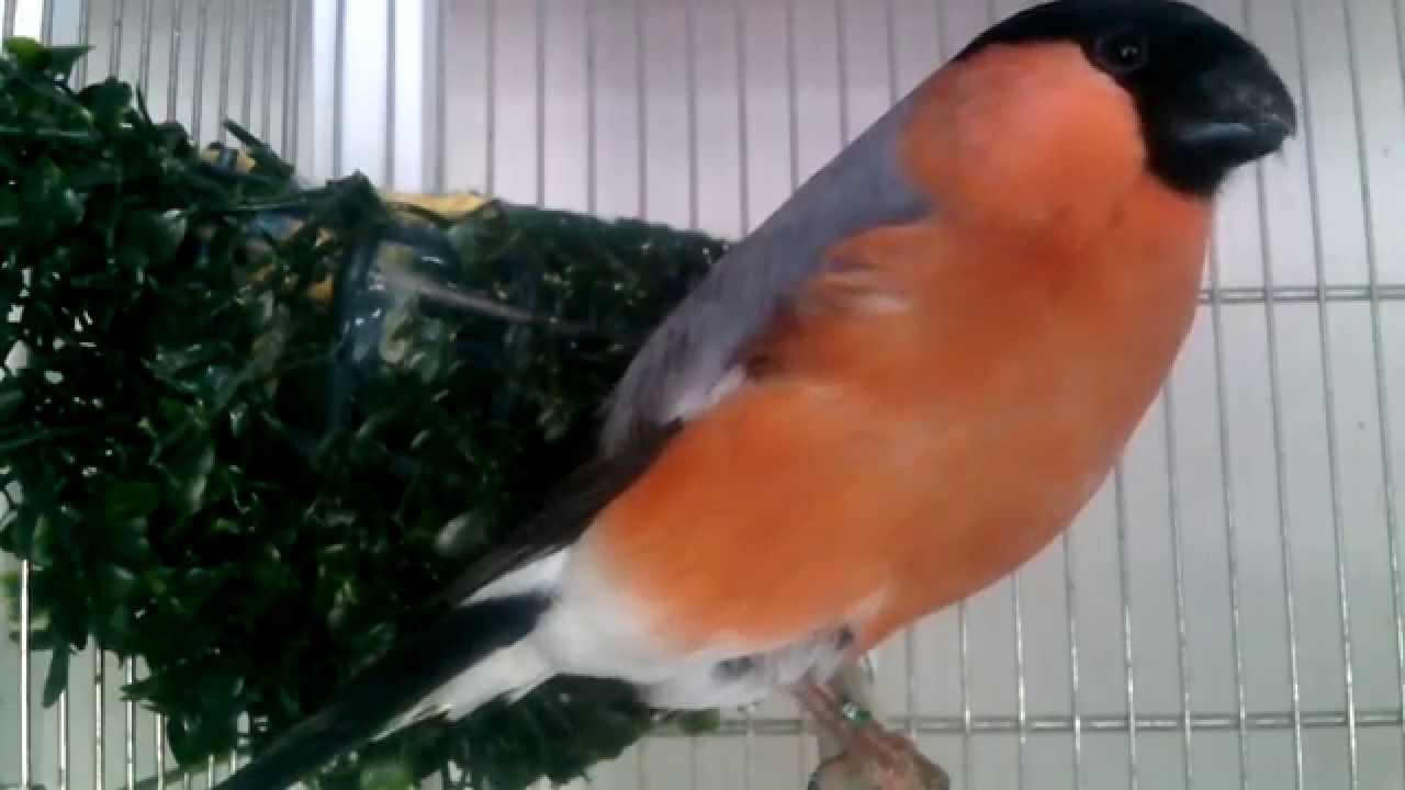 Pareja de camachuelo nórdico