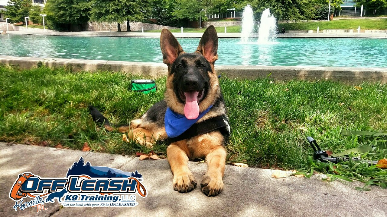 Knoxville Dog Trainers - 5 month old German Shepherd Leaps to New Heights!