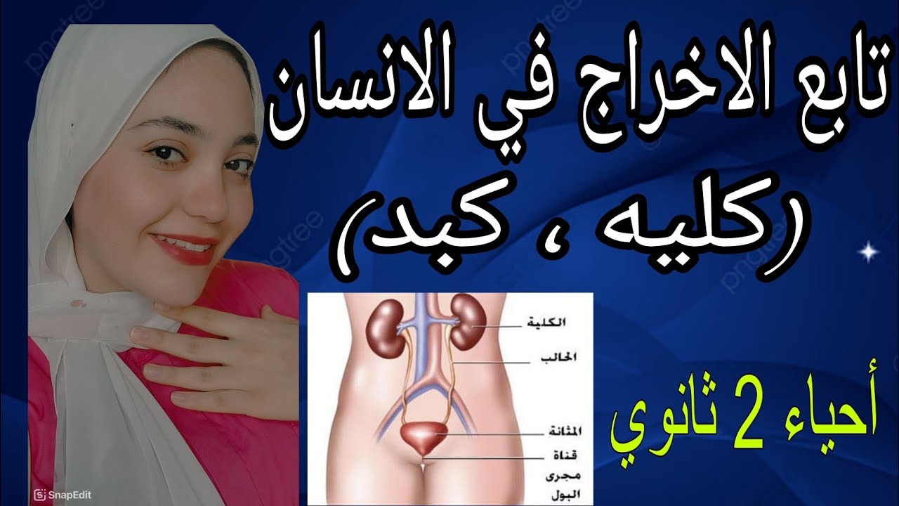 تابع الاخراج في الانسان (كليه ، كبد) \ أحياء تانيه ثانوي الترم التاني 2025