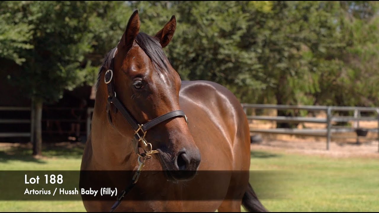 Lot 188 - Artorius (AUS) / Hussh Baby (AUS)
