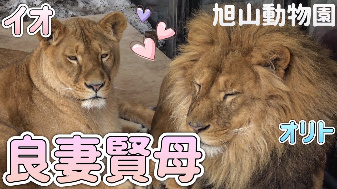 【旭山動物園ライオン】イオ推しの動画の予定が...良妻賢母のイオの姿で感動作に🥲＃旭山動物園＃ライオン＃オリトファミリー＃イオ