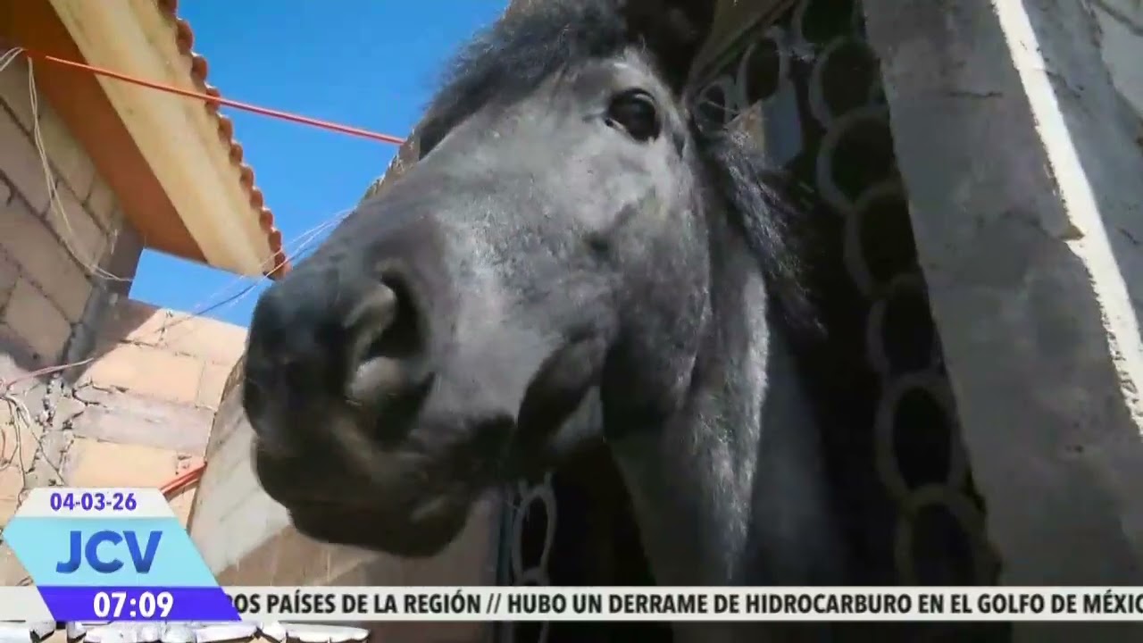 Refugio amores perros || Noticias con Juan Carlos Valerio