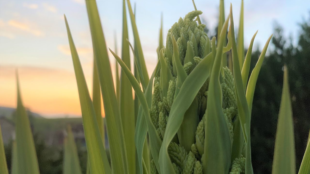 Surprise! - Cordyline Palm tree flower spike emerging in the UK