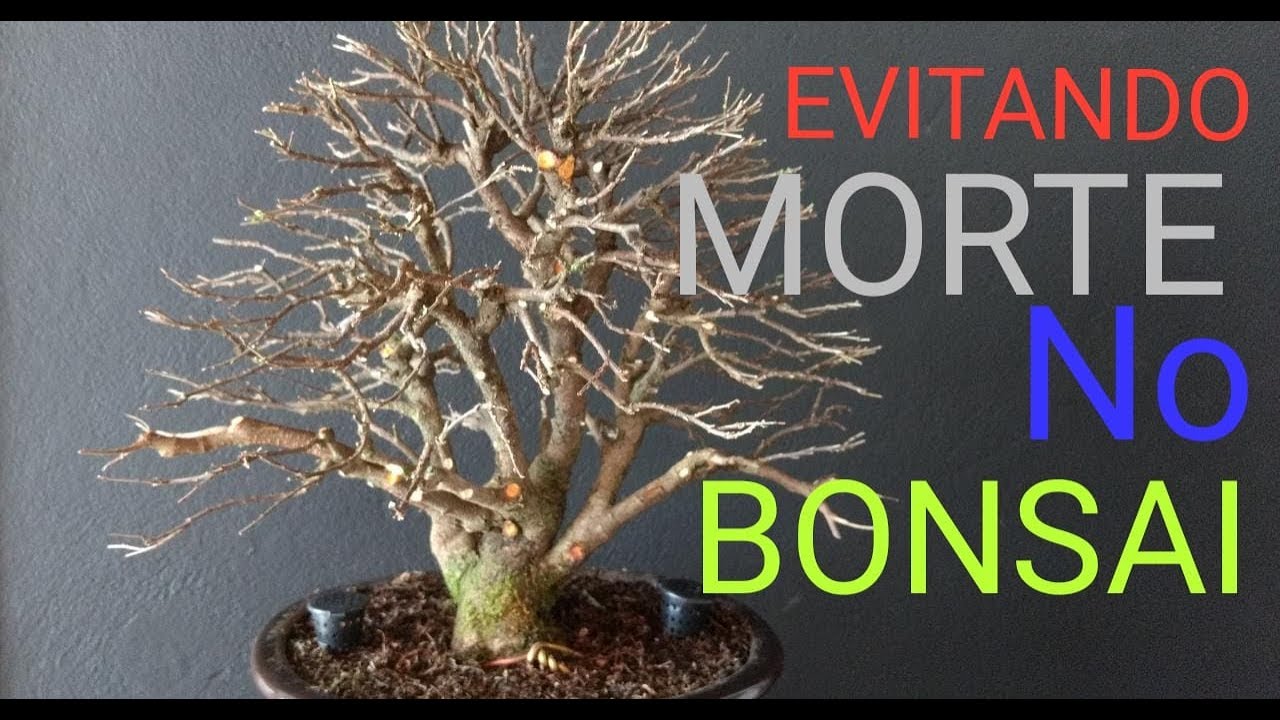 EVITANDO A MORTE DO BONSAI | Como Fazer Bonsai
