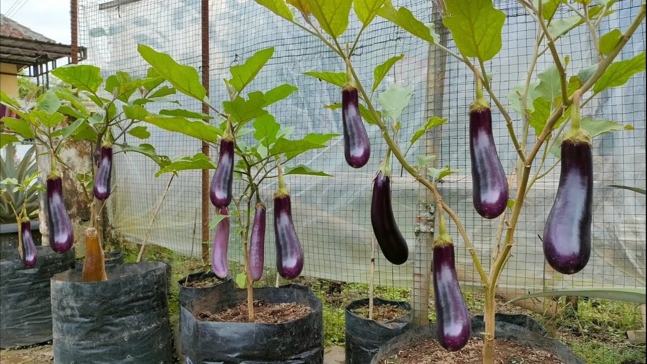 cara menanam terong ungu dipolibag || how to plant purple eggplant in polybag