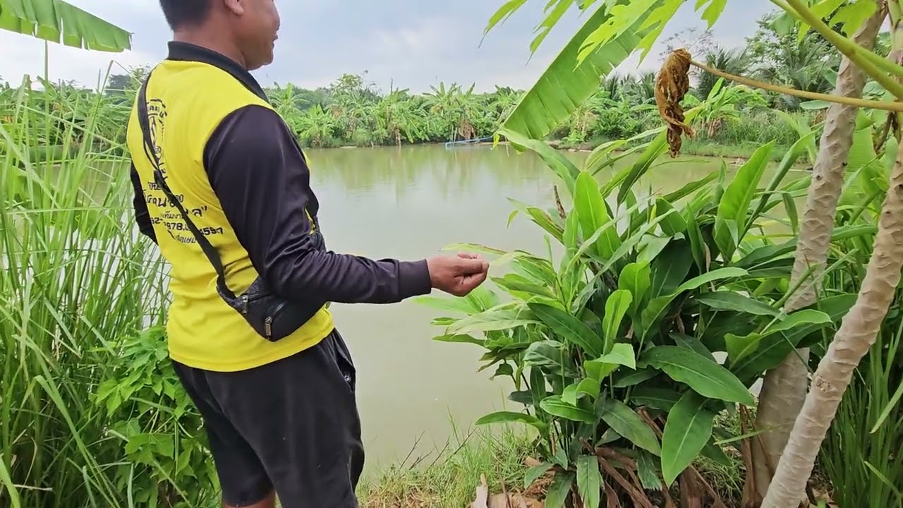 เห็นแล้วมีพลัง 4 ปีผ่านไปกับโคกหนองนาพี่เสม สมบูรณ์ขึ้นมาก