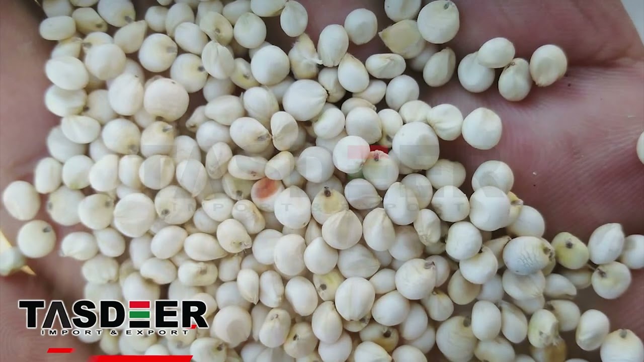 WHITE SORGHUM Sudan Origin