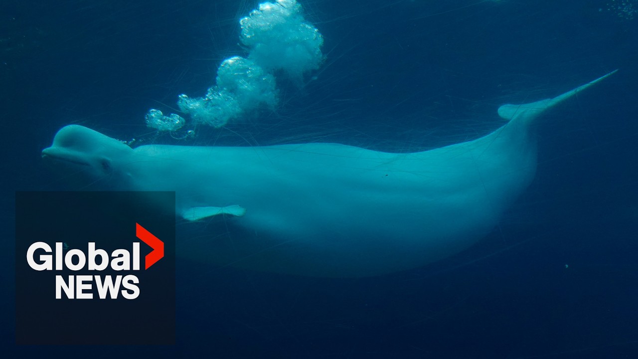 Marineland threatens to euthanize 30 beluga whales as Feds, Ontario urge each other to take action