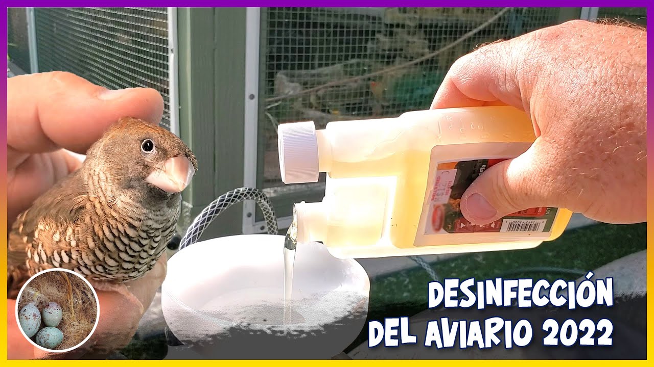 Desinfección del aviario 2022🦜