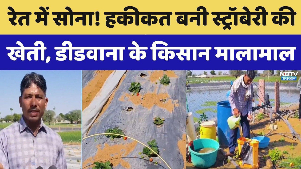 Didwana में Strawberry की खेती से लाखों का Turnover! किसान उगा रहे 'Red Gold'। Top News । Profit