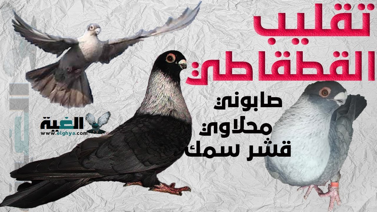 شرح مواصفات واتواب الحمام القطقاطي بالتفصيل من #الغية#العمدة