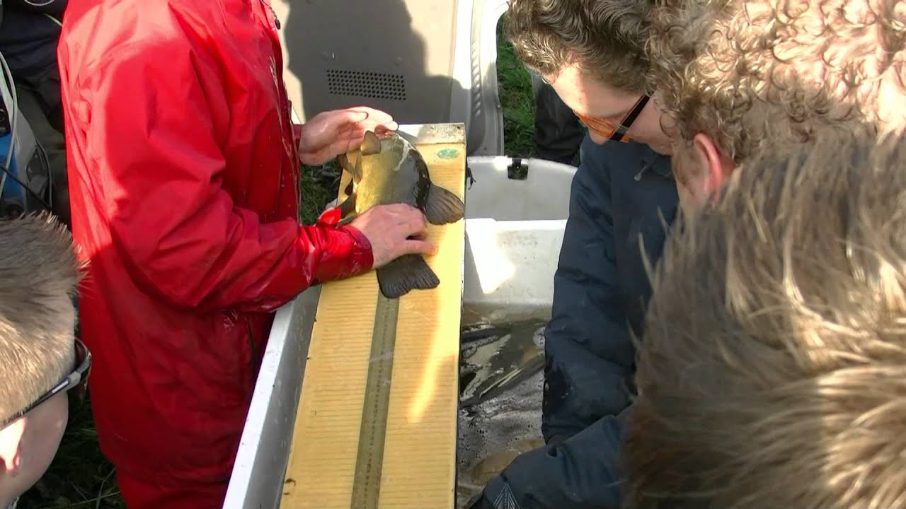Visserijkundig Onderzoek in de Oudorperpolder