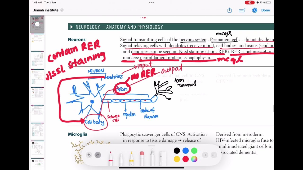 Neurons #neurology 13 | First Aid USMLE Step 1 in Urdu/Hindi |