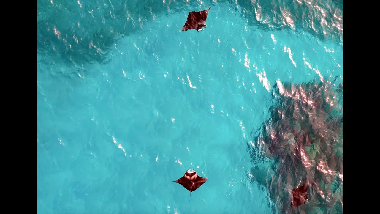 Komandoo  Maldives snorkeling with Mantas 2024