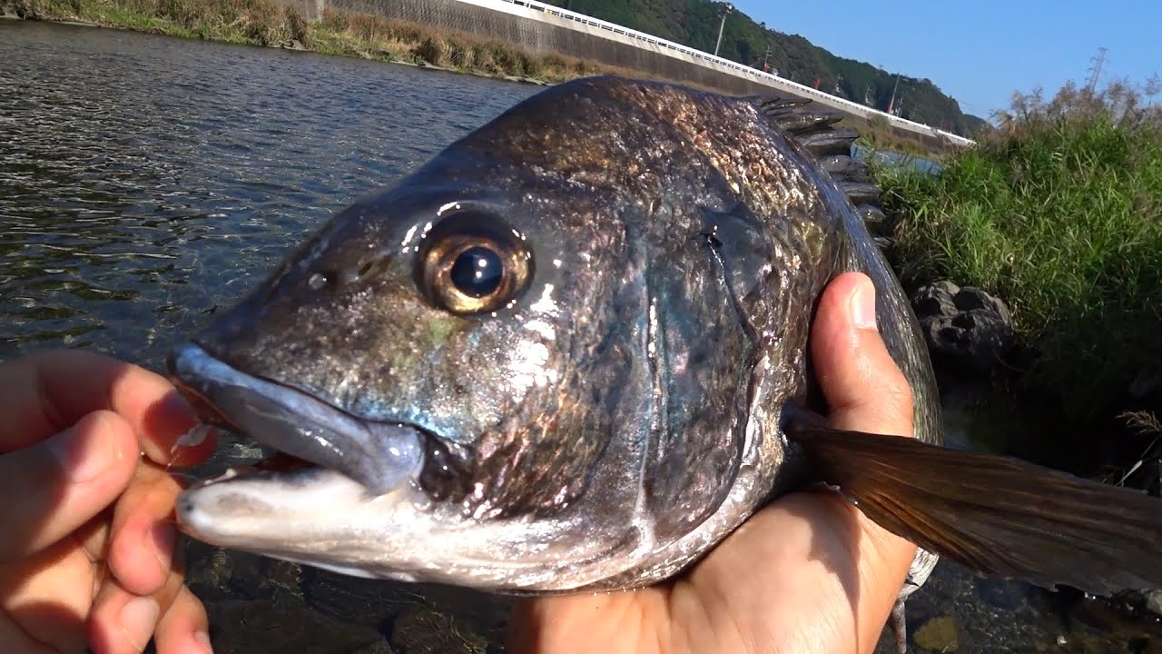 清流にアユ釣りにきたはずなんだけど・・・