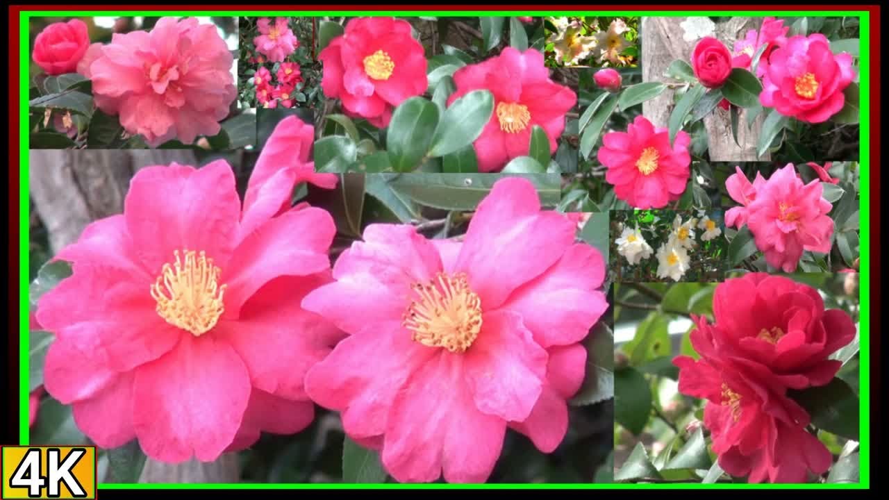 ●4k　2025年　山茶花サザンカ～その２　【みろく自然公園】香川県
